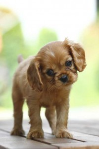 Cavalier Puppy