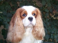 Monty the Cavalier