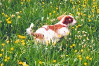 Bonnie the Cavalier