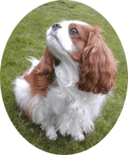 Cavalier King Charles Spaniel Bonnie