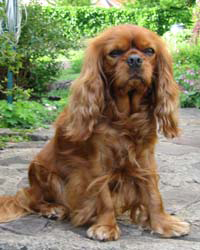 Rosie the Cavalier King Charles Spaniel