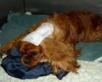 Rosie after surgery