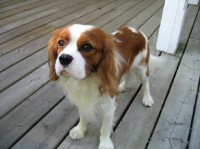 Winston the Cavalier