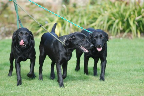 Working Labradors