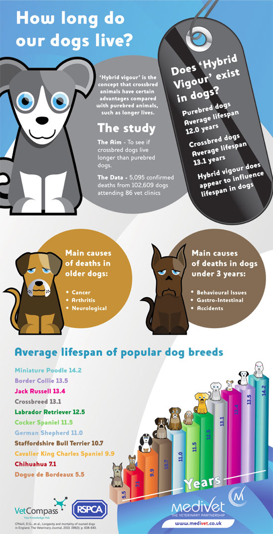 Medivet Dog Lifespan Infographic